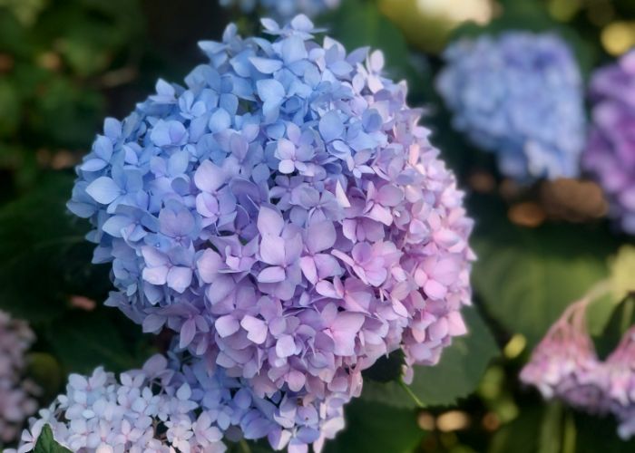 A blend of blue and pink hydrangeas blooming together.